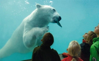 Watching the polar bear having its prey