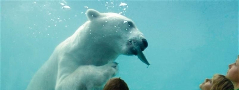 Watching the polar bear having its prey