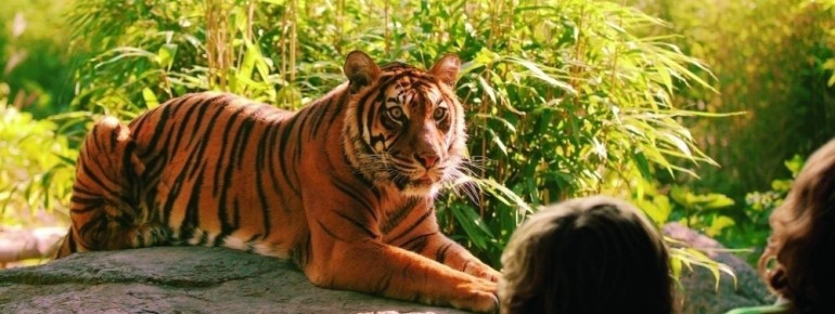 The tiger basking in the sun