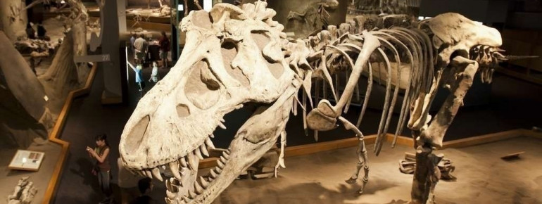 Tyrannosaurus Rex at the Royal Tyrrell Museum