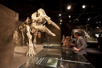 More than 40 dinosaur skeletons are shown at the Royal Tyrrell Museum