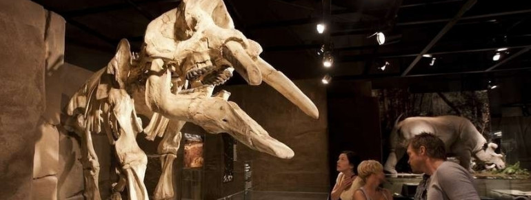 More than 40 dinosaur skeletons are shown at the Royal Tyrrell Museum