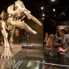More than 40 dinosaur skeletons are shown at the Royal Tyrrell Museum