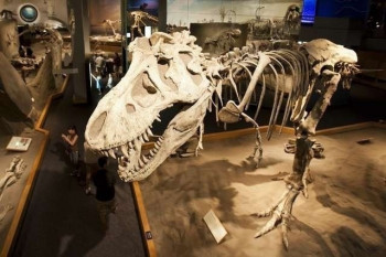 Tyrannosaurus Rex at the Royal Tyrrell Museum