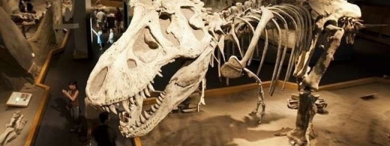 Tyrannosaurus Rex at the Royal Tyrrell Museum