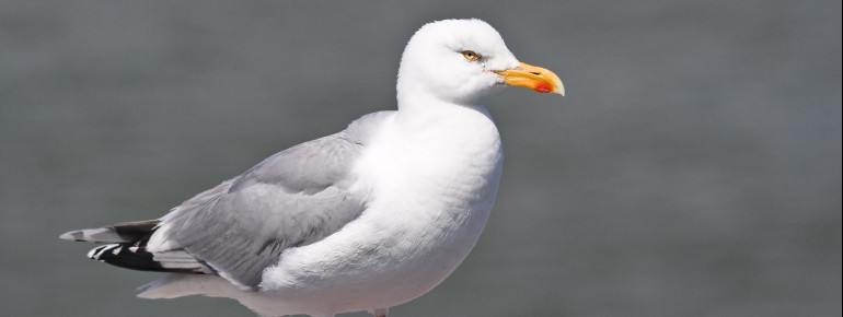 Around 10,000 different species live at the Schleswig-Holstein Wadden Sea National Park.