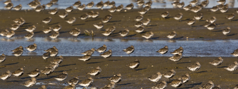 Dunlins on the mudflat
