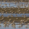 Dunlins on the mudflat
