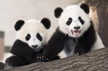 The Giant Panda twins, Fu Ban and Fu Feng, were born in August 2016 and are just one of several of the zoo's attractions and highlights.