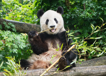 As the Giant Panda is classified as “Endangered” on the IUCN Red List, Schönbrunn Zoo is more than happy to be able to house this species.