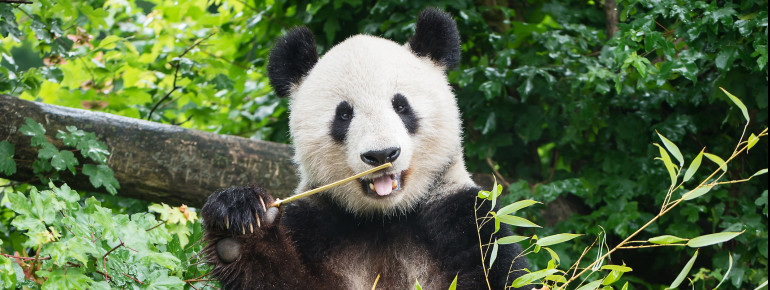 As the Giant Panda is classified as “Endangered” on the IUCN Red List, Schönbrunn Zoo is more than happy to be able to house this species.