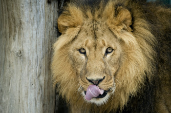 Besides giraffes, elephants, South American sea lions and numerous other animal species, the zoo also houses lions.