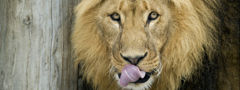 Besides giraffes, elephants, South American sea lions and numerous other animal species, the zoo also houses lions.