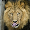 Besides giraffes, elephants, South American sea lions and numerous other animal species, the zoo also houses lions.