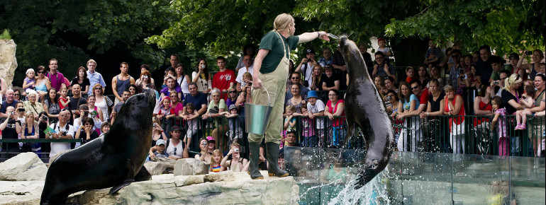 Have you ever seen how South American sea lions are being fed? Schönbrunn Zoo provides its visitors the opportunity to experience feeding sessions.