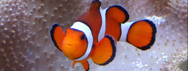 From native to exotic fish species, there is an impressive variety to discover.