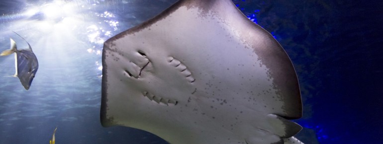 Visitors have the opportunity to observe daily feedings of marine life.