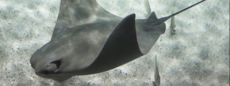 SEA LIFE Hannover covers an area of around 3,500 square meters.