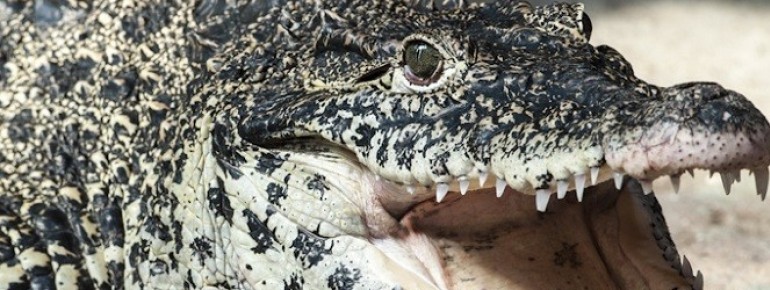 You can observe the Cuban crocodile up close.
