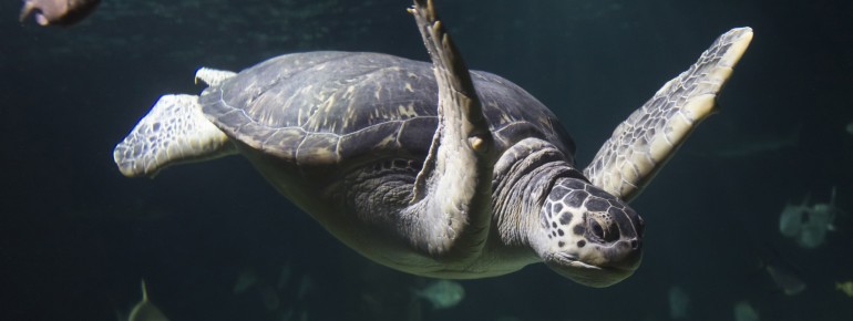 SEA LIFE Hannover supports various nature conservation projects worldwide.