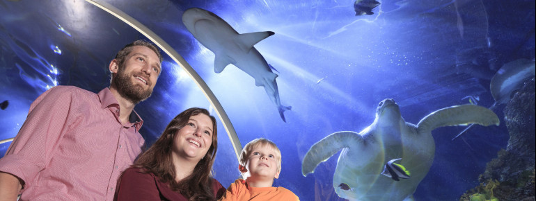 Experience the fascinating sea creatures up close.