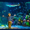 Sea Life Konstanz invites you to dive into a fascinating world under water.