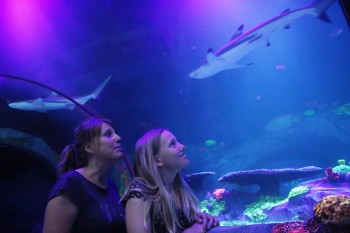Sea Life Konstanz a comprehensive experience for the whole family.