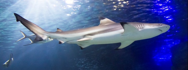 You can watch sharks in the impressive underwater tunnel.