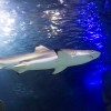 You can watch sharks in the impressive underwater tunnel.