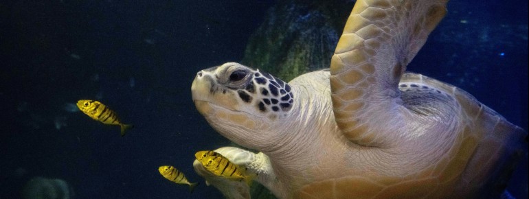 The majestic sea turtles captivate visitors.