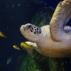 The majestic sea turtles captivate visitors.