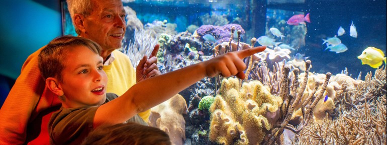 At Sea Life Munich you will meet many colorful tropical fish.