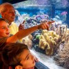 At Sea Life Munich you will meet many colorful tropical fish.