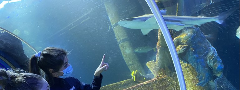 The aquarium houses the largest shark breeding in Germany.