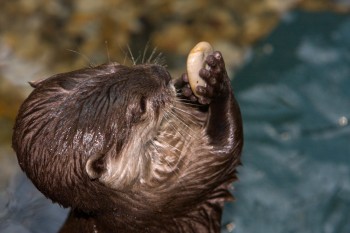 In the aquarium you can see Asian dwarf otters.