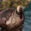 In the aquarium you can see Asian dwarf otters.