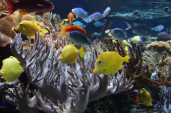 The aquarium has 13 impressive themed underwater worlds.