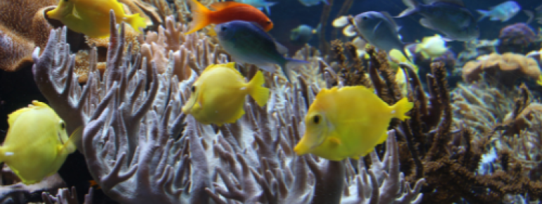 The aquarium has 13 impressive themed underwater worlds.