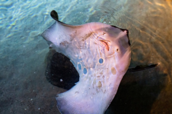 Various species of rays live in the aquarium.