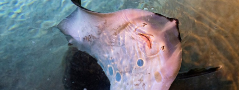 Various species of rays live in the aquarium.
