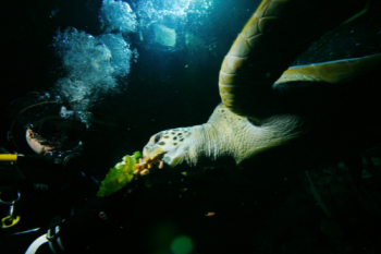 "Marty", the green sea turtle, is one of the special residents at Sea Life Speyer.