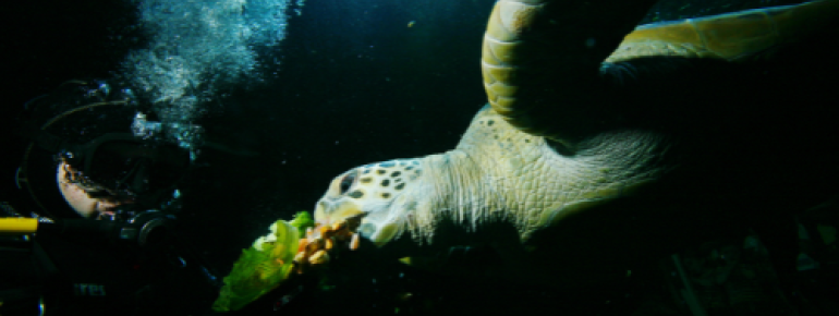 "Marty", the green sea turtle, is one of the special residents at Sea Life Speyer.