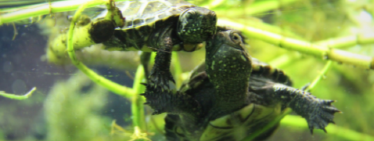 European pond turtles are raised at Sea Life Speyer.