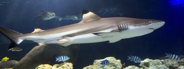 At Sea Life Timmendorfer Strand there are various species of sharks to marvel at.