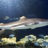 At Sea Life Timmendorfer Strand there are various species of sharks to marvel at.