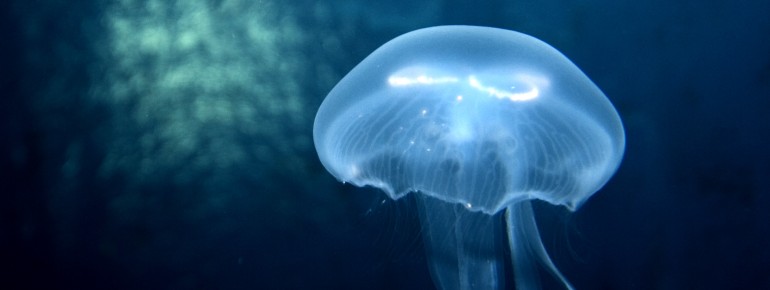 Tropical jellyfish can also be admired in the aquarium.