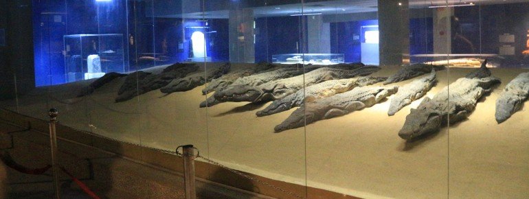 A few meters from the temple is a museum with mummified crocodiles