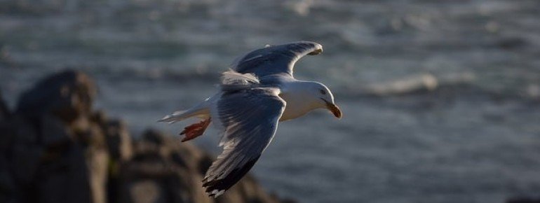Discover many sea birds living at the cape
