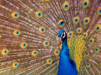 A real eye-catcher: the blue peacock at the Thuringian Zoo Park in Erfurt.