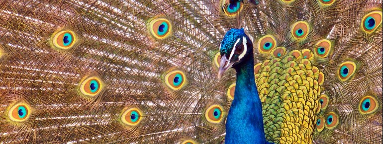 A real eye-catcher: the blue peacock at the Thuringian Zoo Park in Erfurt.